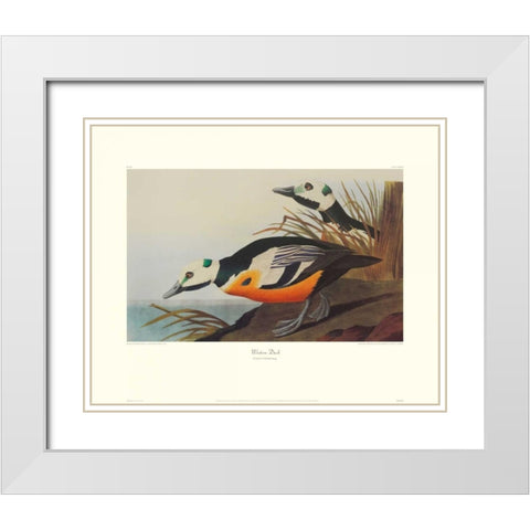 Western Duck (decorative border) White Modern Wood Framed Art Print with Double Matting by Audubon, John James