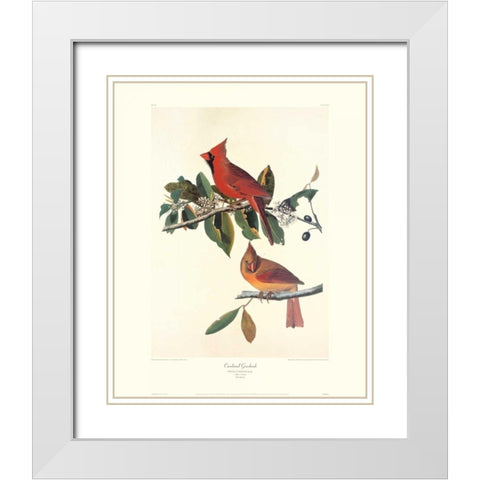 Cardinal Grosbeak (decorative border) White Modern Wood Framed Art Print with Double Matting by Audubon, John James