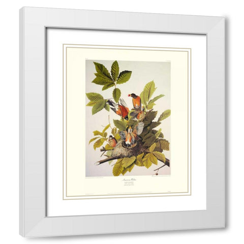 American Robin (decorative border) White Modern Wood Framed Art Print with Double Matting by Audubon, John James