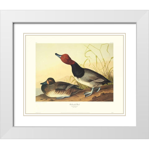 Red-Headed Duck (decorative border) White Modern Wood Framed Art Print with Double Matting by Audubon, John James