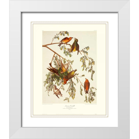American Crossbill (decorative border) White Modern Wood Framed Art Print with Double Matting by Audubon, John James