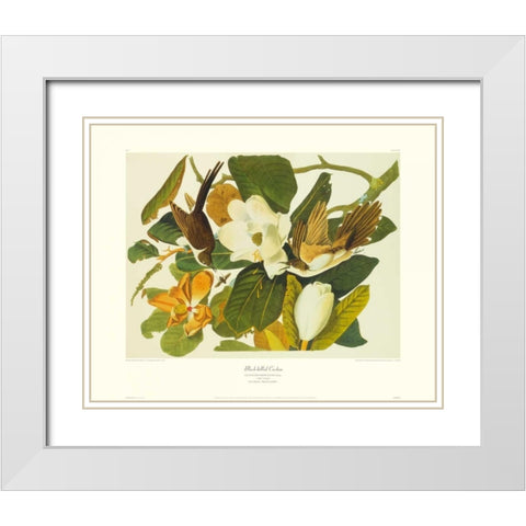 Black-Billed Cuckoo (decorative border) White Modern Wood Framed Art Print with Double Matting by Audubon, John James