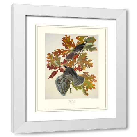 Canada Jay (decorative border) White Modern Wood Framed Art Print with Double Matting by Audubon, John James