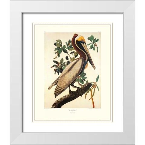 Brown Pelican (decorative border) White Modern Wood Framed Art Print with Double Matting by Audubon, John James