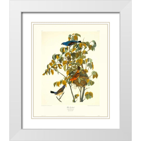 Blue Grosbeak (decorative border) White Modern Wood Framed Art Print with Double Matting by Audubon, John James