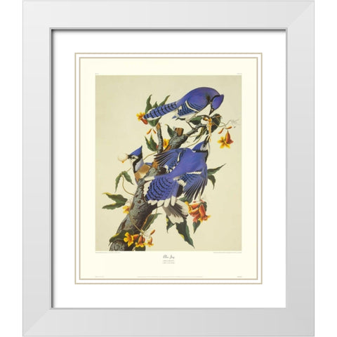 Blue Jay (decorative border) White Modern Wood Framed Art Print with Double Matting by Audubon, John James