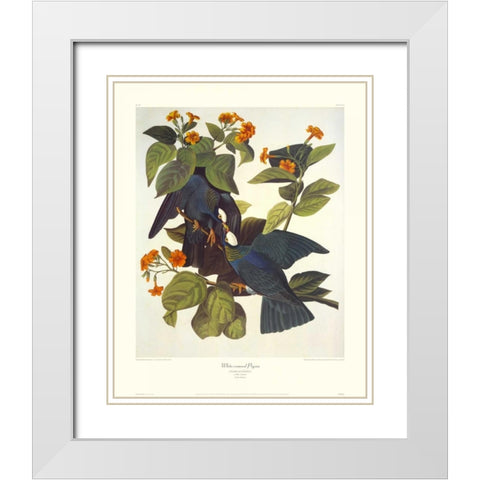 White-Crowned Pigeon (decorative border) White Modern Wood Framed Art Print with Double Matting by Audubon, John James