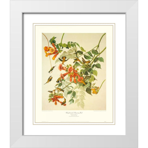 Ruby-Throated Hummingbird (decorative border) White Modern Wood Framed Art Print with Double Matting by Audubon, John James
