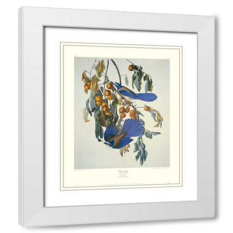 Florida Jay (decorative border) White Modern Wood Framed Art Print with Double Matting by Audubon, John James