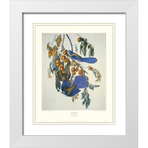 Florida Jay (decorative border) White Modern Wood Framed Art Print with Double Matting by Audubon, John James