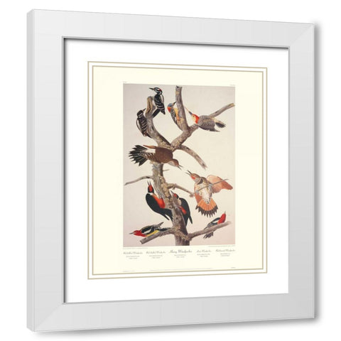 Hairy Woodpecker (decorative border) White Modern Wood Framed Art Print with Double Matting by Audubon, John James