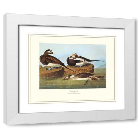 Long-Tailed Duck (decorative border) White Modern Wood Framed Art Print with Double Matting by Audubon, John James
