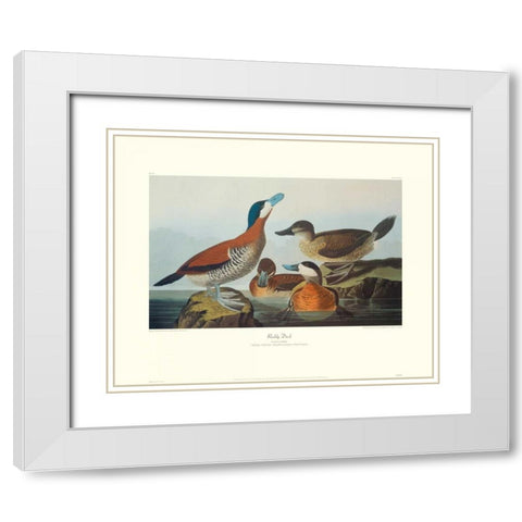 Ruddy Duck (decorative border) White Modern Wood Framed Art Print with Double Matting by Audubon, John James