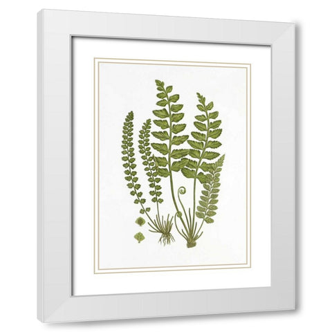 Sea Spleenwort White Modern Wood Framed Art Print with Double Matting by Anonymous