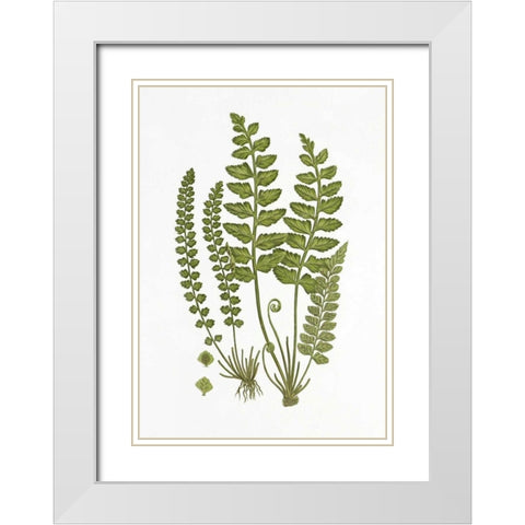 Sea Spleenwort White Modern Wood Framed Art Print with Double Matting by Anonymous