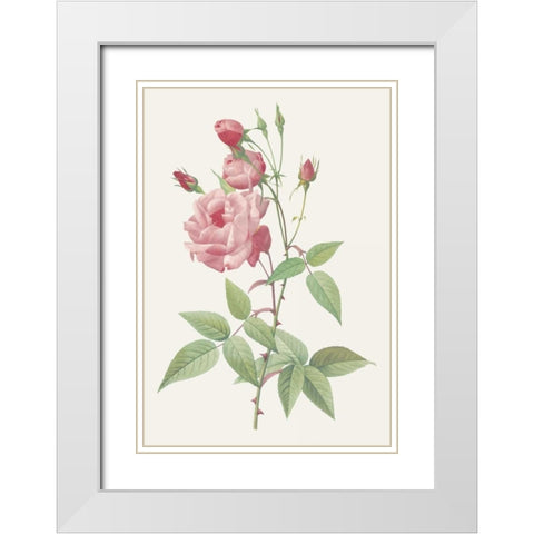 Rosa Indica Vulgaris White Modern Wood Framed Art Print with Double Matting by Redoute, Pierre