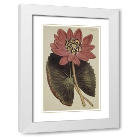 Wonderous Water Lily White Modern Wood Framed Art Print with Double Matting by Sweet, Robert