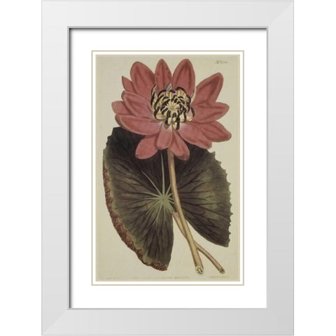Wonderous Water Lily White Modern Wood Framed Art Print with Double Matting by Sweet, Robert