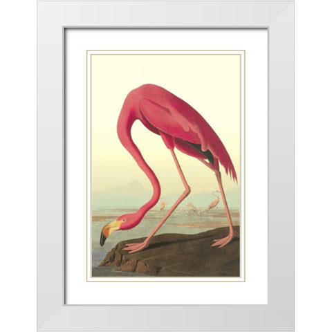 American Flamingo White Modern Wood Framed Art Print with Double Matting by Audubon, John James