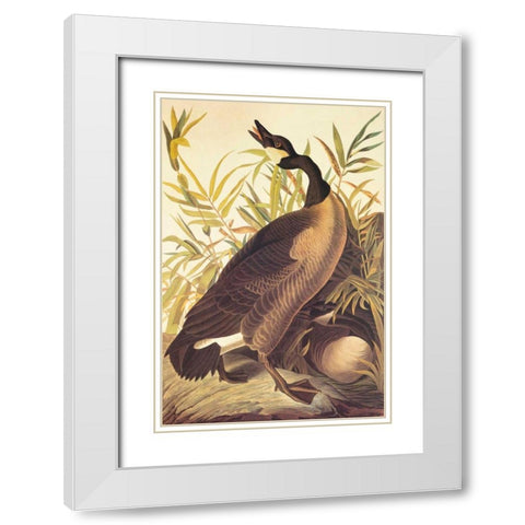 Canada Goose White Modern Wood Framed Art Print with Double Matting by Audubon, John James