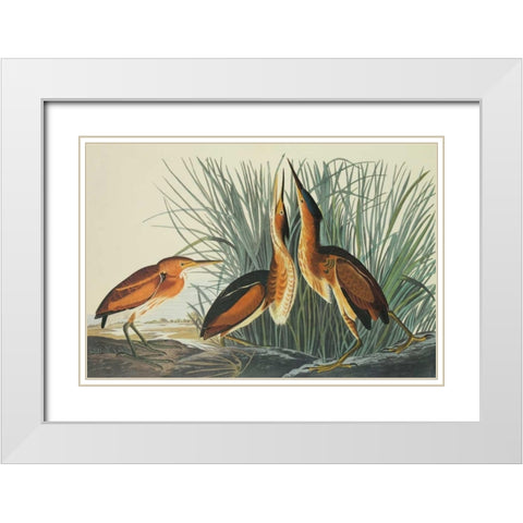 Least Bittern White Modern Wood Framed Art Print with Double Matting by Audubon, John James