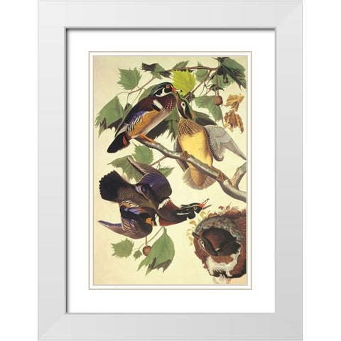 Summer Or Wood Duck White Modern Wood Framed Art Print with Double Matting by Audubon, John James