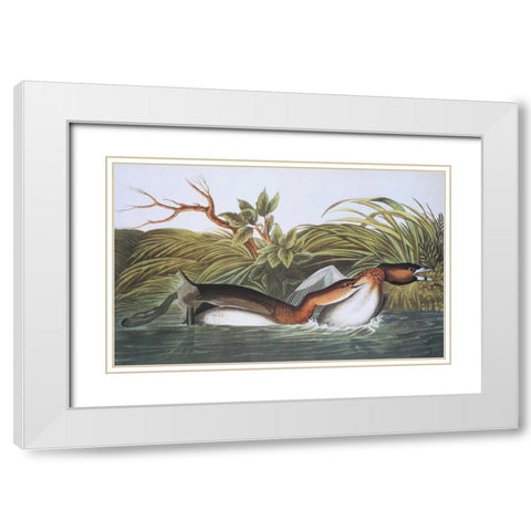 American Pied-Bill Dobchick White Modern Wood Framed Art Print with Double Matting by Audubon, John James
