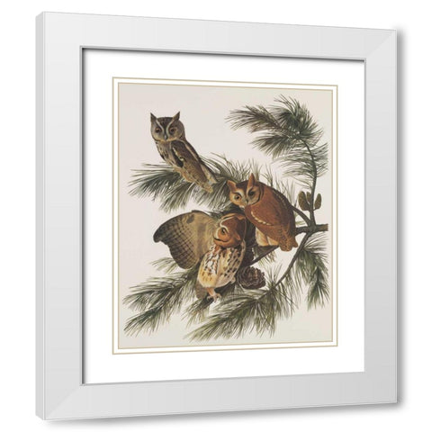 Little Screech Owl or Mottled Owl White Modern Wood Framed Art Print with Double Matting by Audubon, John James