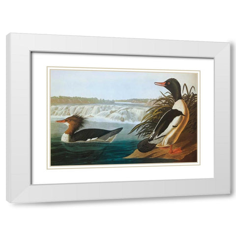 Goosander White Modern Wood Framed Art Print with Double Matting by Audubon, John James