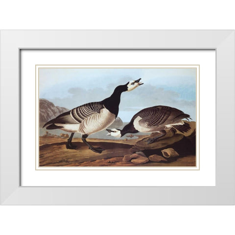 Barnacle Goose White Modern Wood Framed Art Print with Double Matting by Audubon, John James