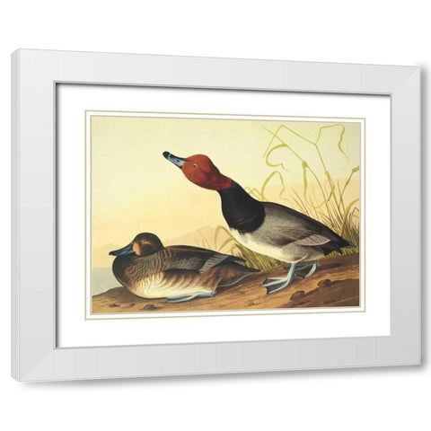 Red-Headed Duck White Modern Wood Framed Art Print with Double Matting by Audubon, John James
