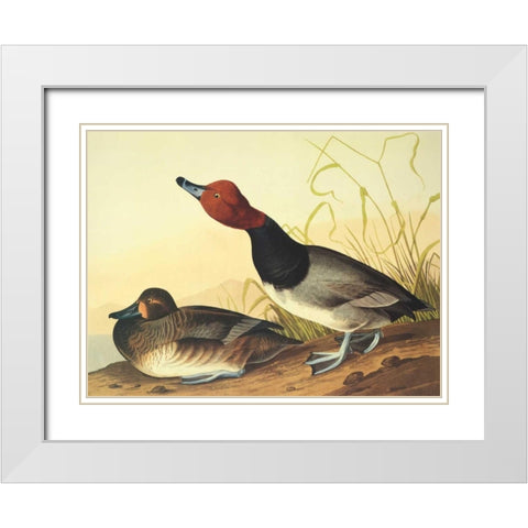 Red-Headed Duck White Modern Wood Framed Art Print with Double Matting by Audubon, John James