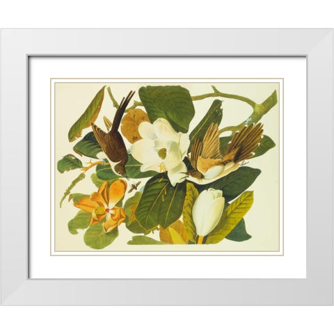 Black-Billed Cuckoo White Modern Wood Framed Art Print with Double Matting by Audubon, John James