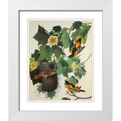 Baltimore Oriole White Modern Wood Framed Art Print with Double Matting by Audubon, John James