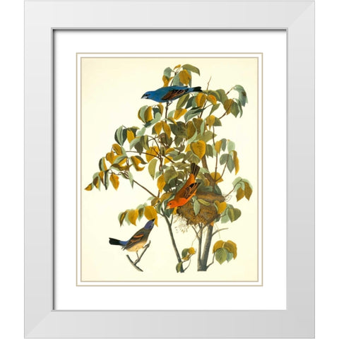 Blue Grosbeak White Modern Wood Framed Art Print with Double Matting by Audubon, John James