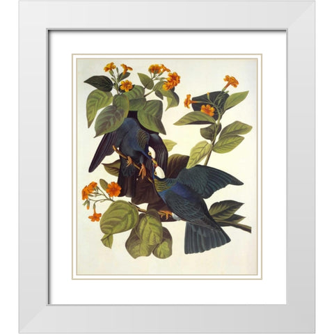White-Crowned Pigeon White Modern Wood Framed Art Print with Double Matting by Audubon, John James