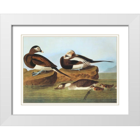 Long-Tailed Duck White Modern Wood Framed Art Print with Double Matting by Audubon, John James