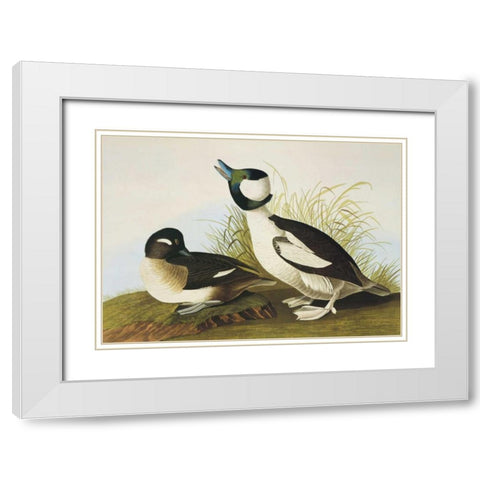 Buffel-Headed Duck White Modern Wood Framed Art Print with Double Matting by Audubon, John James