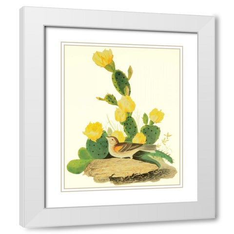 Grass Finch Or Bay-Winged Bunting White Modern Wood Framed Art Print with Double Matting by Audubon, John James