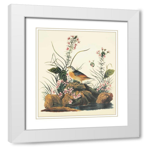 Yellow-Winged Sparrow White Modern Wood Framed Art Print with Double Matting by Audubon, John James