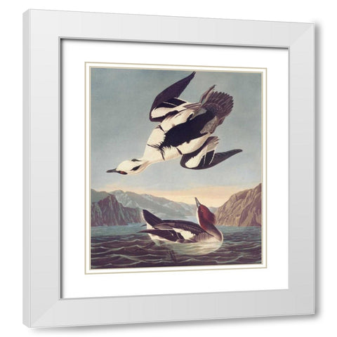 Smew Or White Nun White Modern Wood Framed Art Print with Double Matting by Audubon, John James