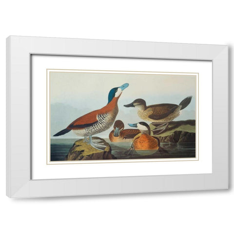 Ruddy Duck White Modern Wood Framed Art Print with Double Matting by Audubon, John James