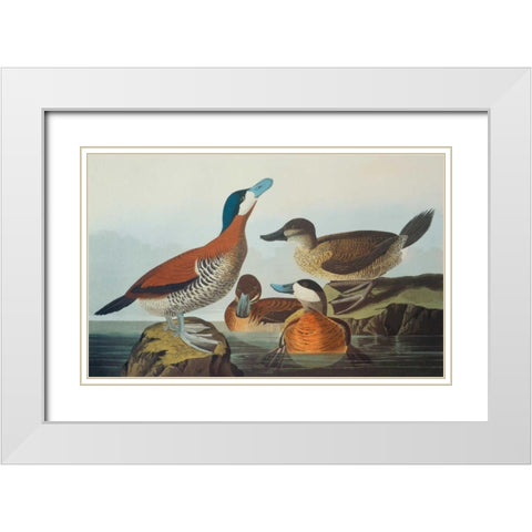 Ruddy Duck White Modern Wood Framed Art Print with Double Matting by Audubon, John James