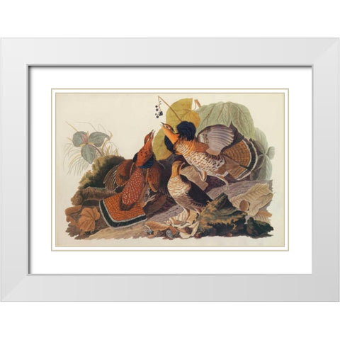Ruffed Grouse White Modern Wood Framed Art Print with Double Matting by Audubon, John James