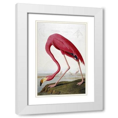American Flamingo White Modern Wood Framed Art Print with Double Matting by Audubon, John James