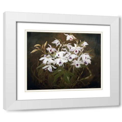 Dinrobium Orchids White Modern Wood Framed Art Print with Double Matting by Park, James Stuart