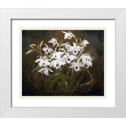 Dinrobium Orchids White Modern Wood Framed Art Print with Double Matting by Park, James Stuart