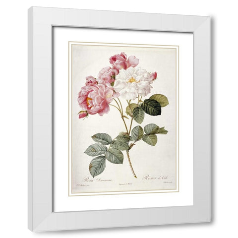 Damask Rose White Modern Wood Framed Art Print with Double Matting by Redoute, Pierre Joseph