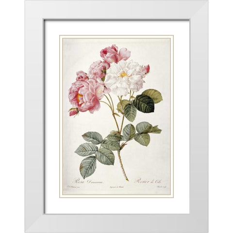 Damask Rose White Modern Wood Framed Art Print with Double Matting by Redoute, Pierre Joseph