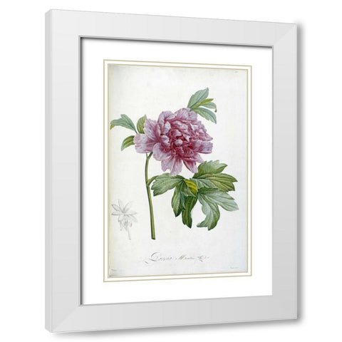Engraving of a Peony White Modern Wood Framed Art Print with Double Matting by Redoute, Pierre Joseph